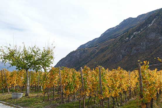 Sortie automne 2017